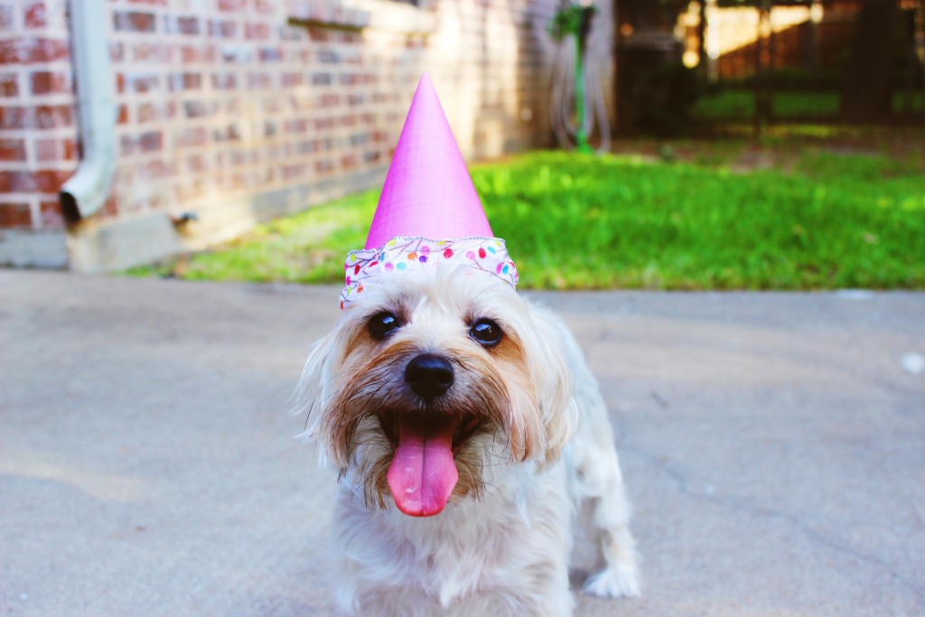 8 steps to take your business to the next level happy dog