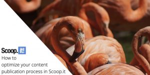 How to optimize your content publication process in Scoop.it
