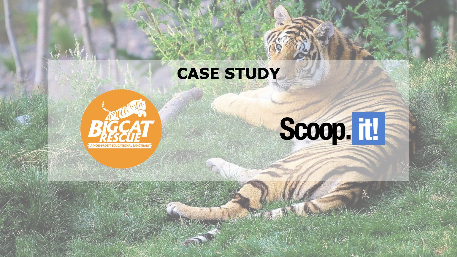 [Use Case] Big Cat Rescue & Scoop.it: How content contributes to animal protection