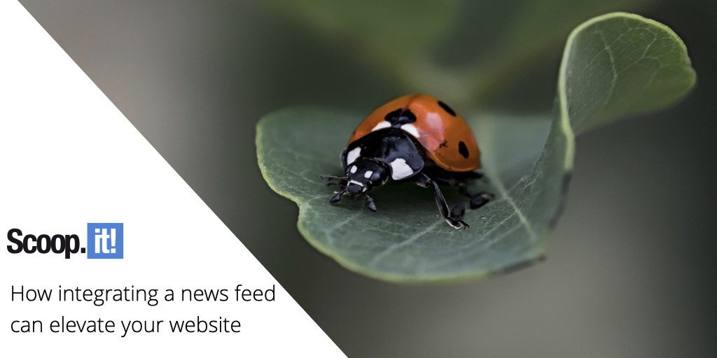 How Integrating a News Feed Can Elevate Your Website